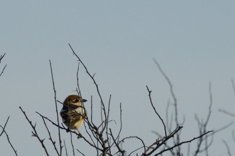 Pie grièche à tête rousse